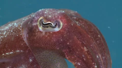 Extreme Close of Two Cuttlefish Stock Footage 12235011