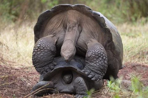 Extreme close-up of two Galapagos Tortoise (Chelonoidis nigra) mating Stock Photos