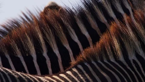 Extreme close up of two Grevy Zebras fur on a morning safari in Africa Stock Footage 251908902