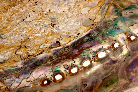 Extreme close up of underside of abalone shell 스톡 사진