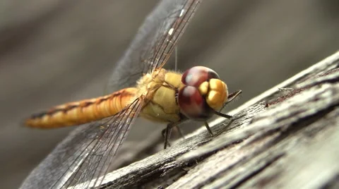 Extreme Close Ups of a Dragonfly Cleaning Himself 動画素材 40631634
