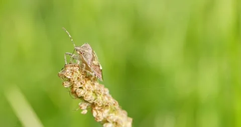 Extreme close-ups of an insect sitting on top of a plant, view from the side Video stock 168493390