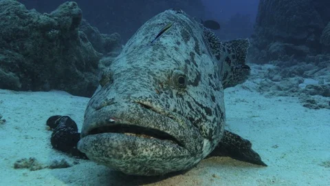 Extreme close ups with Massive Potato Cod at COD Hole Stock Footage 113187896