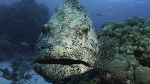 Extreme close ups with Massive Potato Cod at COD Hole 스톡 동영상 113189333