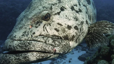 Extreme close ups with Massive Potato Cod at COD Hole 스톡 동영상 113189518