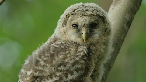 Extreme Close Up Of The Ural Owl (Strix Uralensis) Owlet Perching Video stock 243996138
