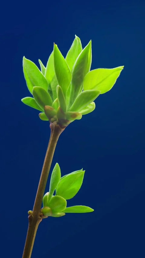 Extreme close-up vertical time lapse of blossoming green leaves isolated on blue Stock Footage 199658325