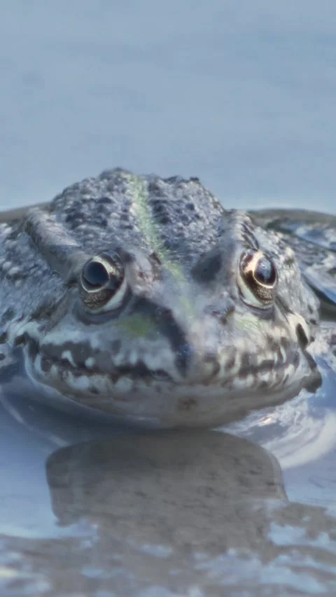 Extreme close-up vertical video of a lake frog head looking at the camera an Stock Footage 340598077