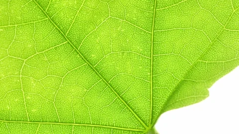Extreme Close-Up of a Vibrant Green Leaf Revealing Vein Network Vídeos de archivo 333784068