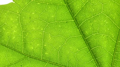Extreme Close-Up of a Vibrant Green Leaf Revealing Vein Network 스톡 동영상 333784070