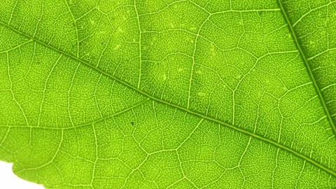 Extreme Close-Up of a Vibrant Green Leaf Revealing Vein Network 스톡 동영상 333784076
