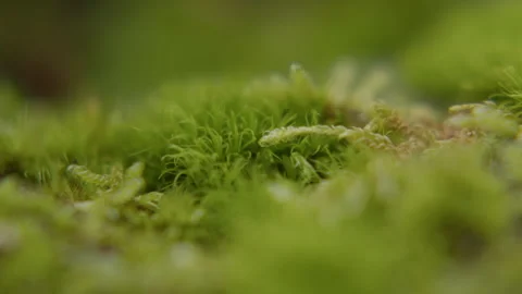 Extreme close-up of vibrant green moss growing on bark with a delicate focus Stock Footage 346523629