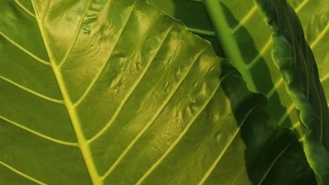 Extreme Close Up of Vibrant Green Taro Leaf Stock Footage 346740385