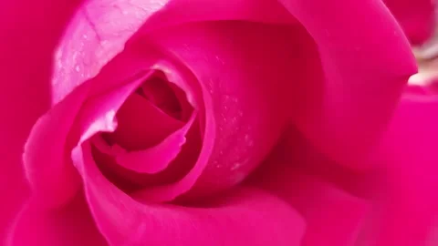 Extreme close-up of a vibrant pink rose flower blossom Stock Footage 336901587