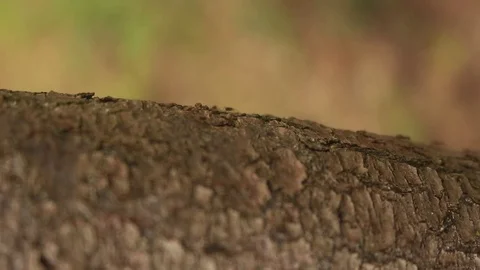 Extreme close up video of the big amount of ants on the tree branch Stock Footage 76231084