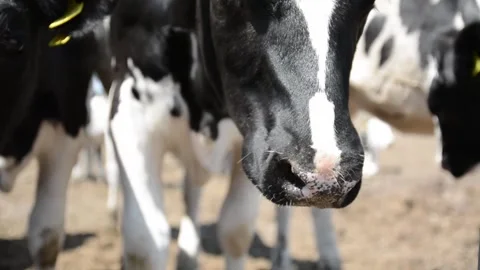 Extreme close-up video of a cow's nose and mouth Stockbeeldmateriaal 343250416