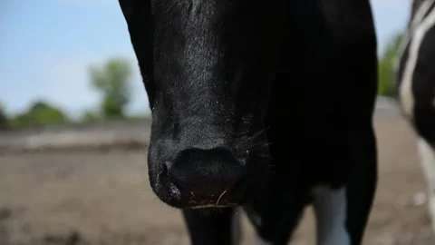 Extreme close-up video of a cow's nose and mouth 動画素材 343250432