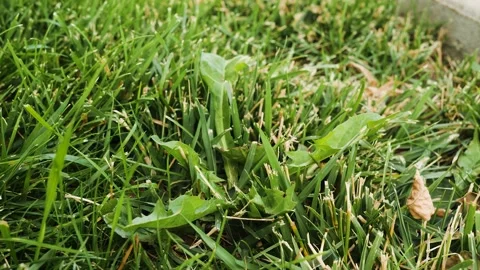 Extreme close up video of the dandelion Stock-Footage 139009313