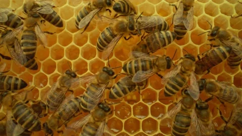Extreme close-up video of honeycombs with active bees producing honey. Energetic Stock Footage 248460492