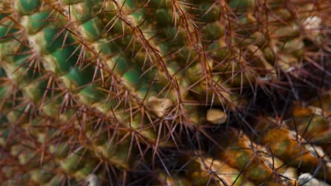 Extreme close up view of Cactus plant needles, slow motion slider shot. Stock Footage 324554488