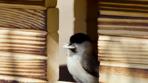 Extreme close-up view of Coal Tit (Periparus ater) Stock Footage 171971877