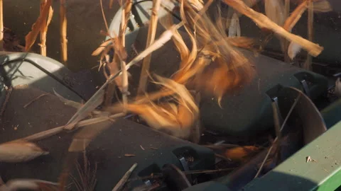 Extreme close view of corn stalks getting cut down by harvester tractor Stock-Footage 204098554