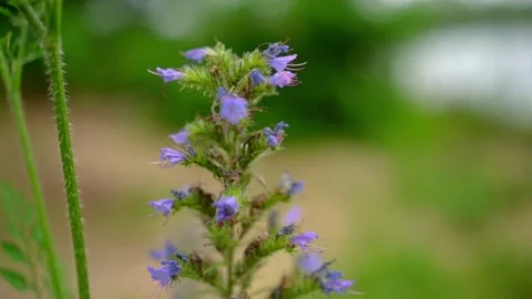 Extreme close up view of delicate blue petals of viper's bugloss Stock Footage 268416950