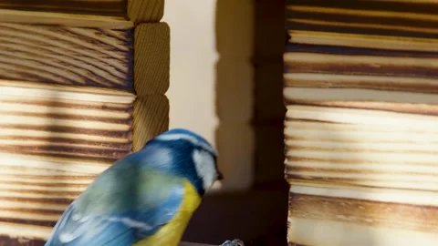 Extreme close-up view of Eurasian blue tit (Cyanistes caeruleus) Stock Footage 171972034