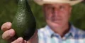 Extreme Close Up View Farmer Recommend Green Avocado Best Fresh Exotic Fruit 4k or 4k+ Resolution