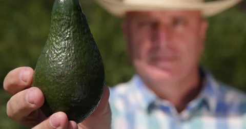 Extreme Close Up View Farmer Recommend Green Avocado Best Fresh Exotic Fruit Stock-Footage 61450829