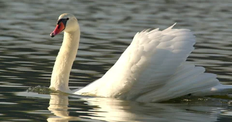 Extreme close up view of graceful mute swan swimming fast on a lake alone Stock Footage 263124046