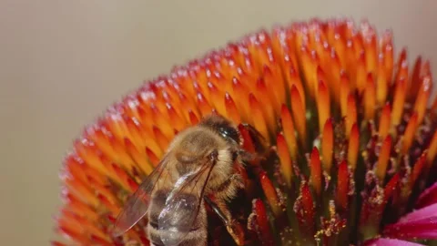 Extreme Close up view of a honey bee pollinating a flower and eating Stock Footage 211303055