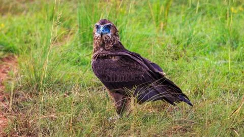 Extreme close up view of martial eagle looking at the camera. Stock-Fotos
