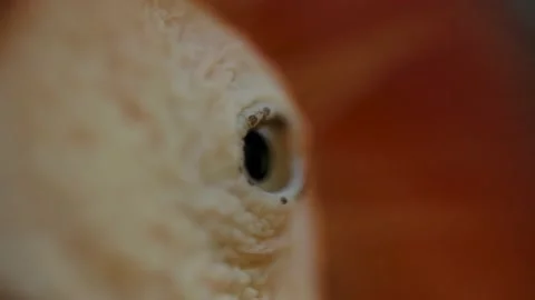 Extreme close-up view of parrot's eye; shallow focus Stock Footage 159637549