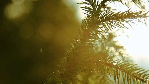 Extreme close up view of pine branch in bright sunlight. Natural beauty Stock-Footage 105271619