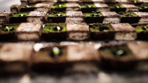 Extreme close up view of planted seedlings and vegetables in the greenhouse Stock Footage 99362099
