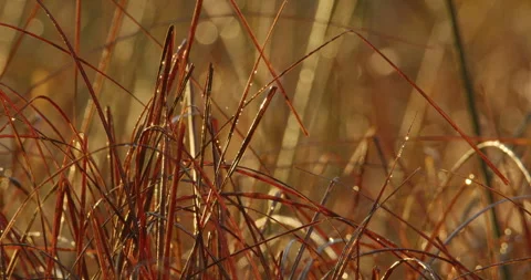 Extreme close up view of reddish brown dry grass blades with drops of dew Stock-Footage 263124274