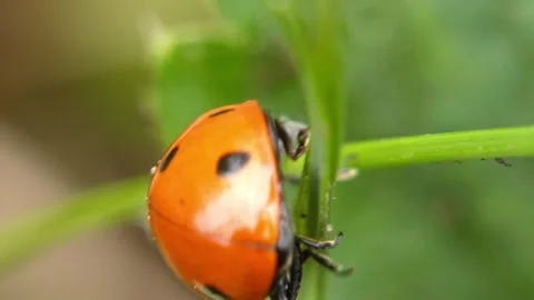 Extreme close view of seven-spot ladybug on green stem, zoom. Vídeo Stock 336864518
