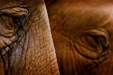 Extreme close up view of side of elephant face with long eyelashes Stock Photos