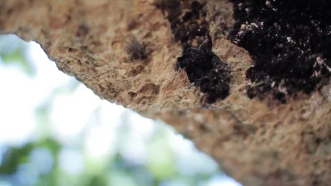 Extreme close up view of a stone rock sparkling on a bright sunlight. Wonder Stock Footage 99310257
