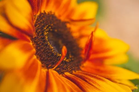 An extreme close-up view of a vibrant dwarf sunspot sunflower in full bloom Stock Photos