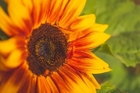 An extreme close-up view of a vibrant dwarf sunspot sunflower in full bloom Stock Photos