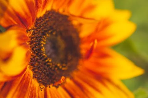 An extreme close-up view of a vibrant dwarf sunspot sunflower in full bloom Stock Photos