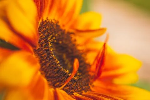 An extreme close-up view of a vibrant dwarf sunspot sunflower in full bloom Stock Photos