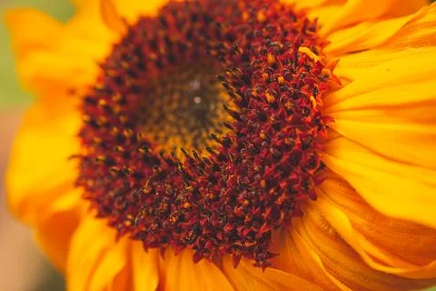An extreme close-up view of a vibrant dwarf sunspot sunflower in full bloom Stock Photos