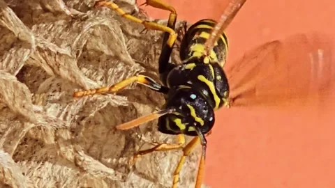 Extreme Close Up Wasp Building Nest Macro Stock Footage 334789117
