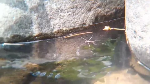 Extreme Close Up Water Strider Walking on Clear Stream Water 4K Видео 343082452
