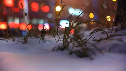 Extreme close up of weed grass spouting from snow during evening,China, Shenyang 스톡 동영상 84698995