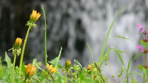 Extreme close up of wet grass and dandelion flowers Stock Footage 190014517