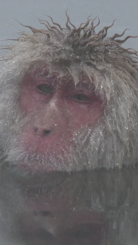 Extreme Close Up of Wet Snow Monkey Face in Hot Spring Vertical Video Video stock 345886874